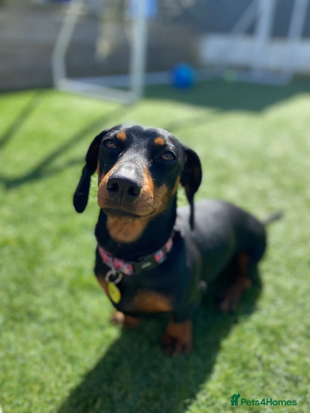 Dachshund dogs for sale: Dachshund girl 4 years old  - Advert 5