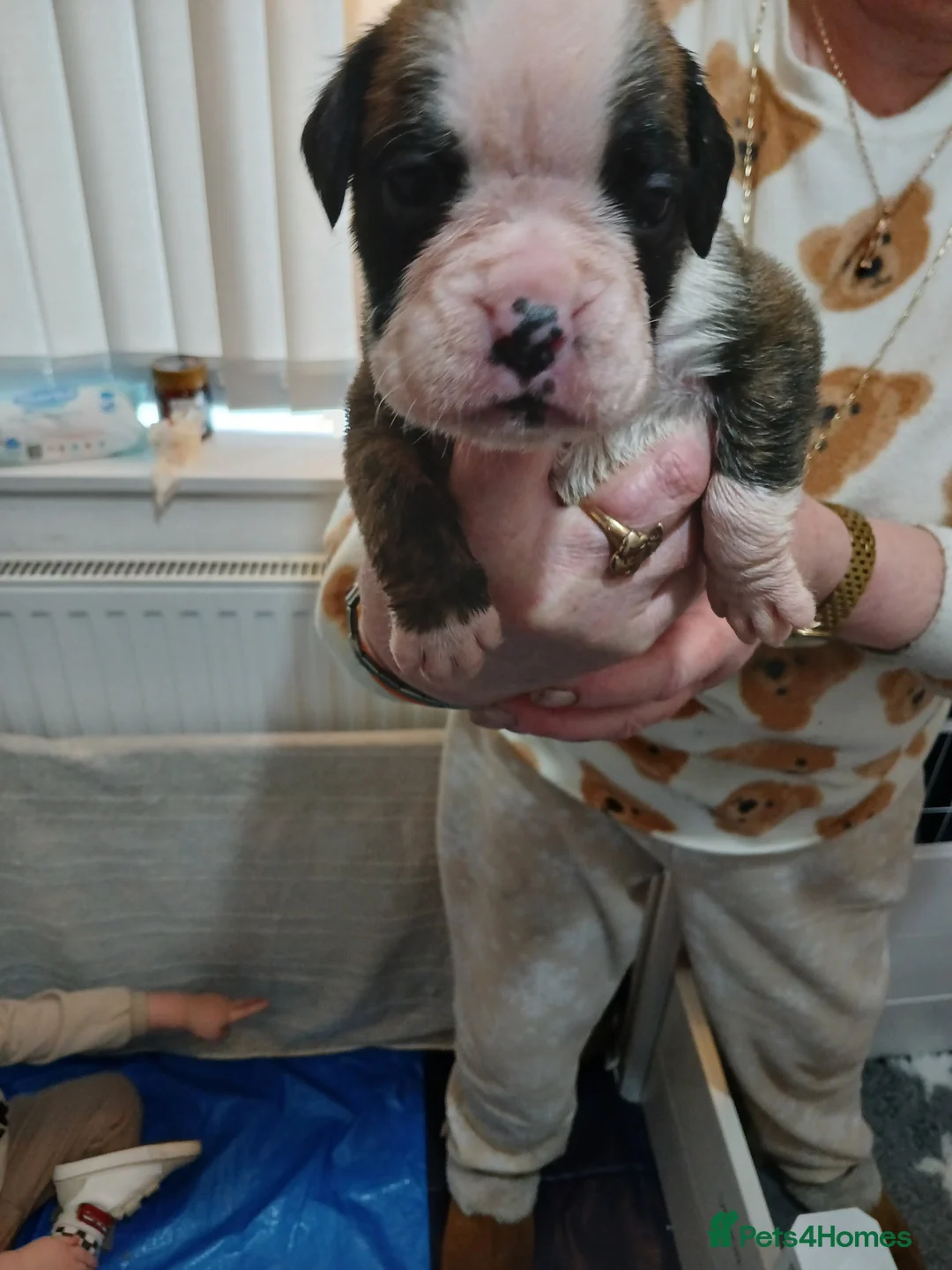 Boxer dogs for sale: champion sired boxer pups  - Advert 4