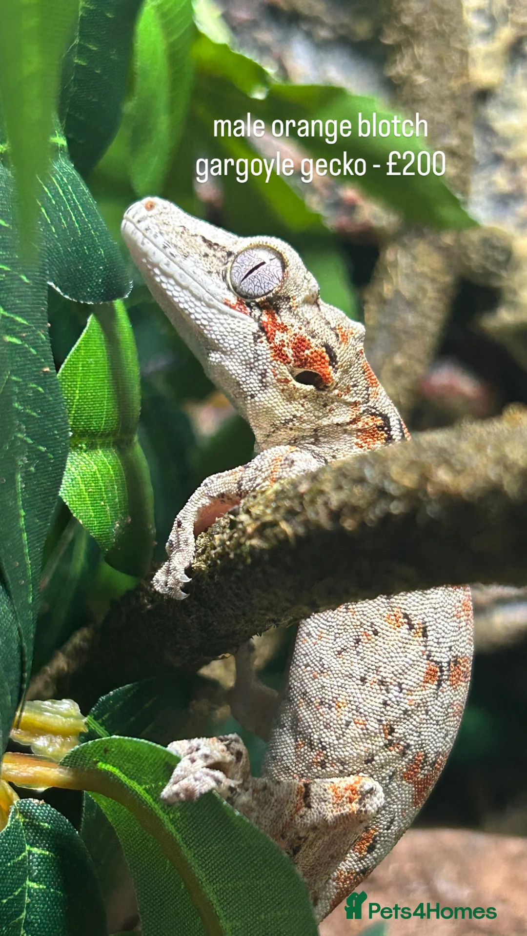 Mixed Breed reptiles for sale: Multiple Reptiles - Advert 3