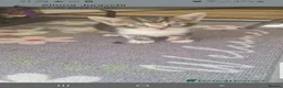 Mixed Breed cats for sale: Kittens  - Advert 15
