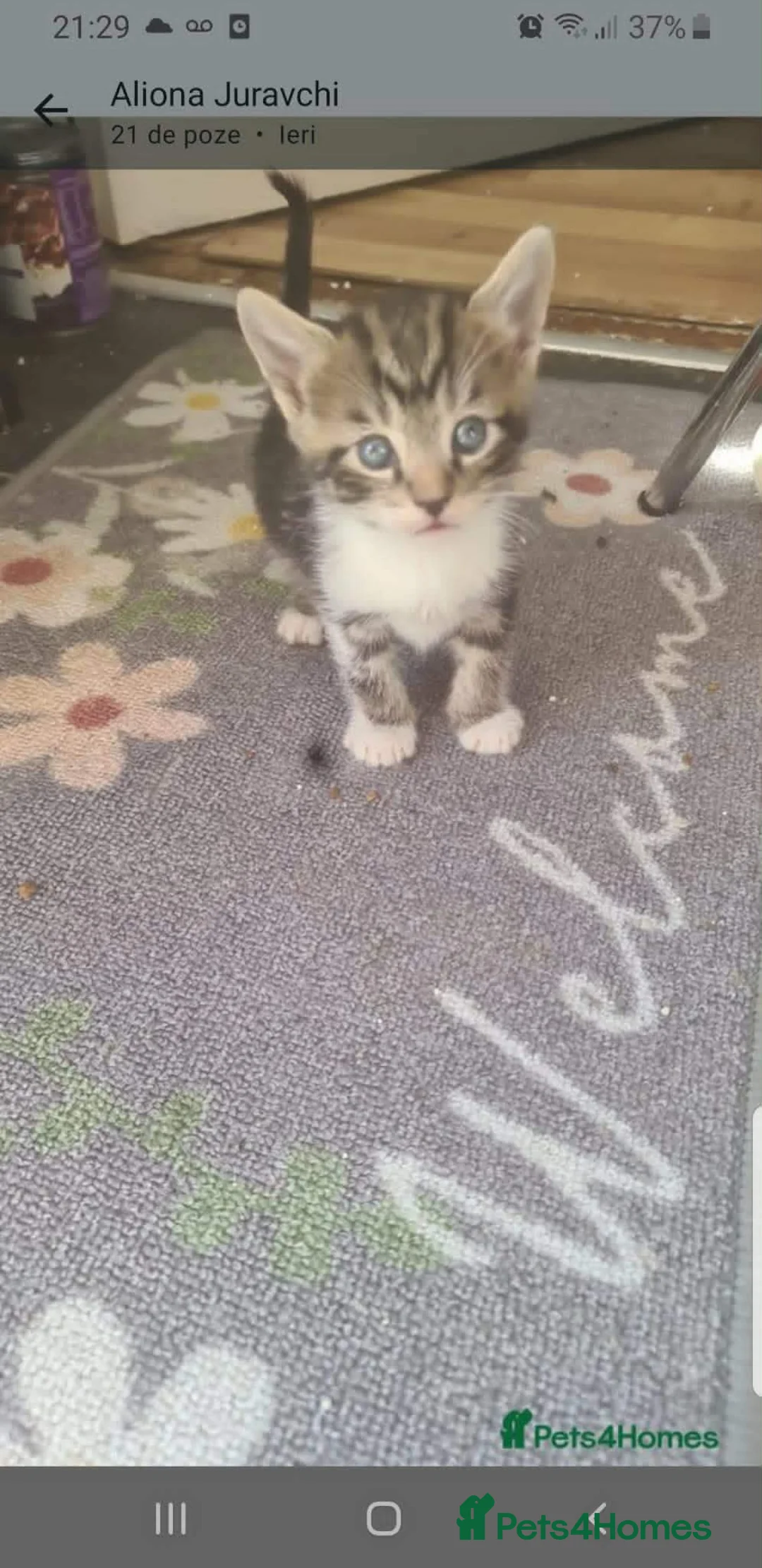 Mixed Breed cats for sale: Kittens  - Advert 15