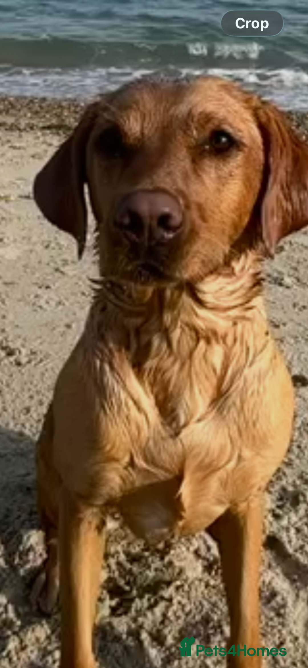 Labrador Retriever dogs for sale: 6 stunning fox red Labrador puppies  - Advert 2