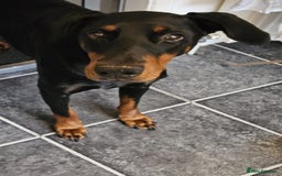 Dobermann dogs for sale: Loving doberman to loving home only. - Image 3