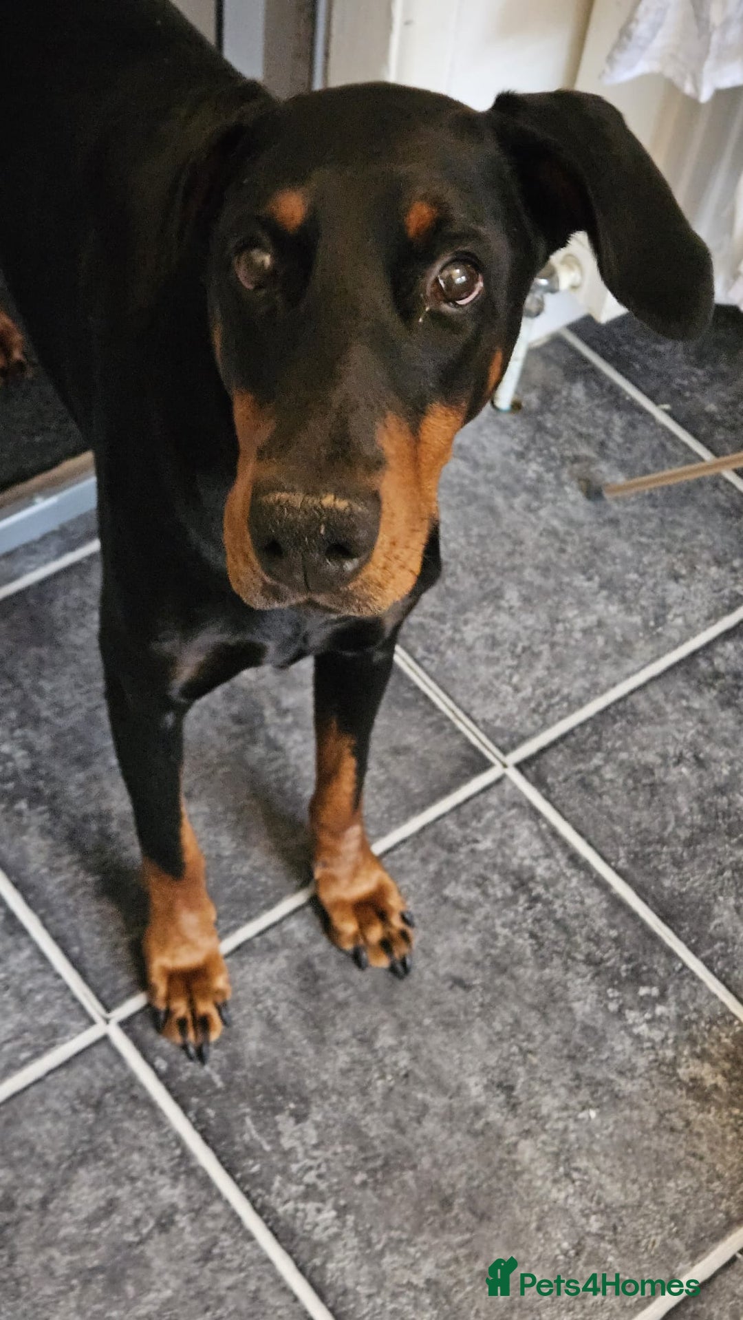 Dobermann dogs for sale: Loving doberman to loving home only. - Image 3
