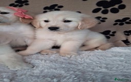 Golden Retriever dogs for sale: Kc, health tested, show type, golden retrievers. - Advert 4