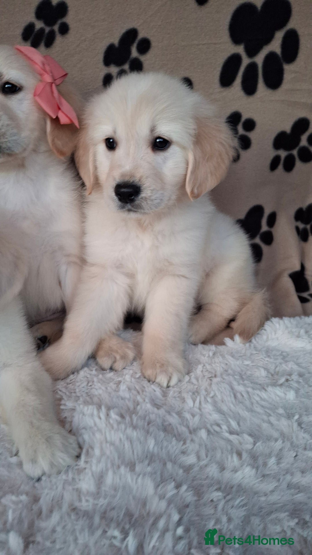 Golden Retriever dogs for sale: Kc, health tested, show type, golden retrievers. - Advert 4