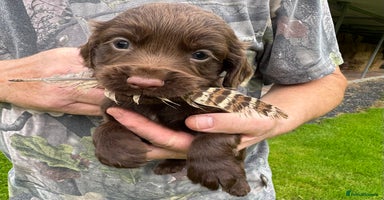 Cocker Spaniel dogs - Advert 14
