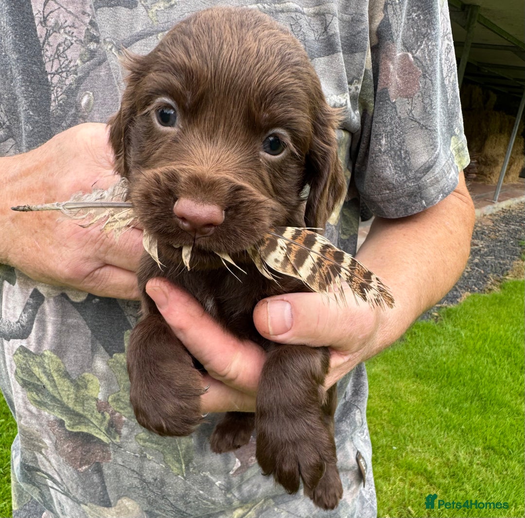 Cocker Spaniel dogs for sale: Cocker spaniels - Image 2