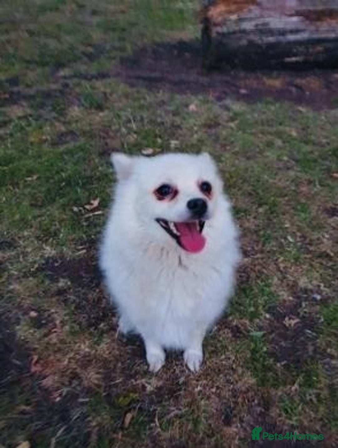 Pomeranian dogs for sale: Playful Pomeranian girl - Advert 2