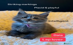 Maine Coon cats for sale: TICA Ginger, Red & Blue Tortie Maine Coon  - Image 18