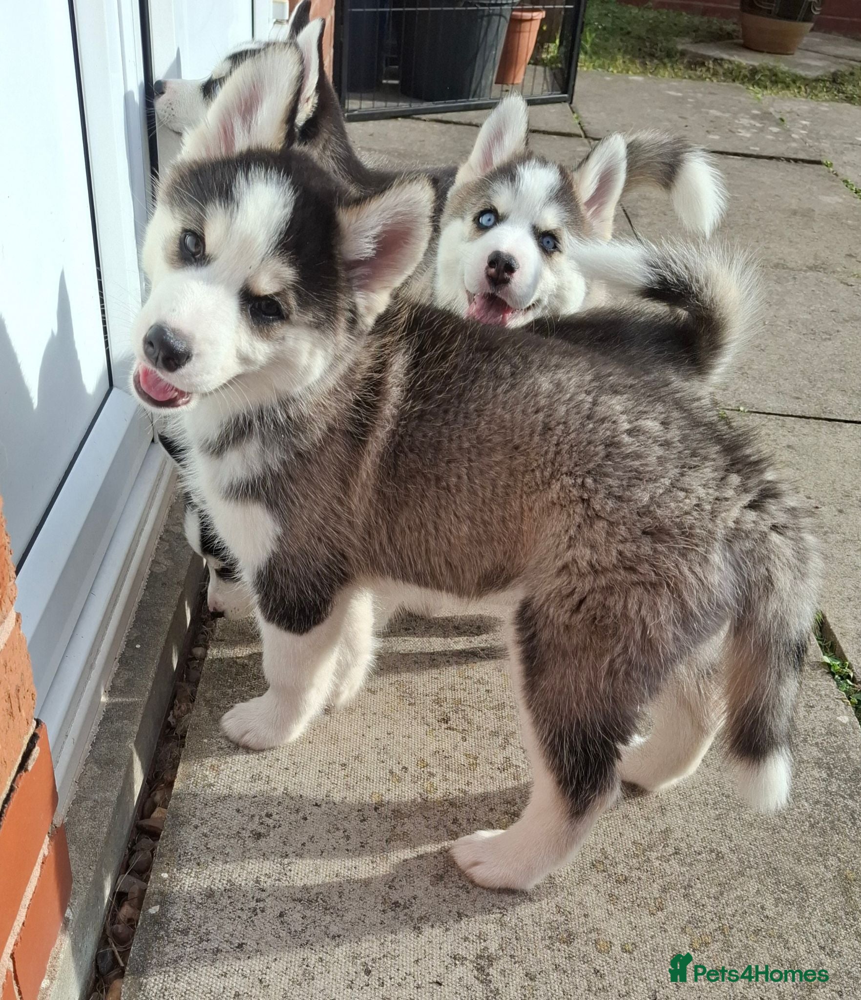 Pomsky dogs Last girl, ready for her new home - Advert 14