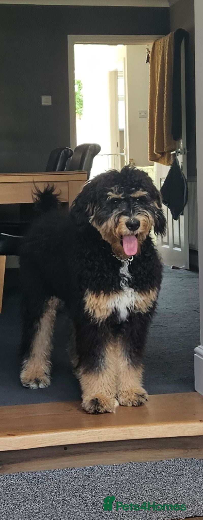Bernedoodle dogs Beautiful bernadoodle tri phantom - Advert 11