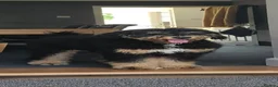 Bernedoodle dogs for sale: Beautiful bernadoodle tri phantom - Advert 1