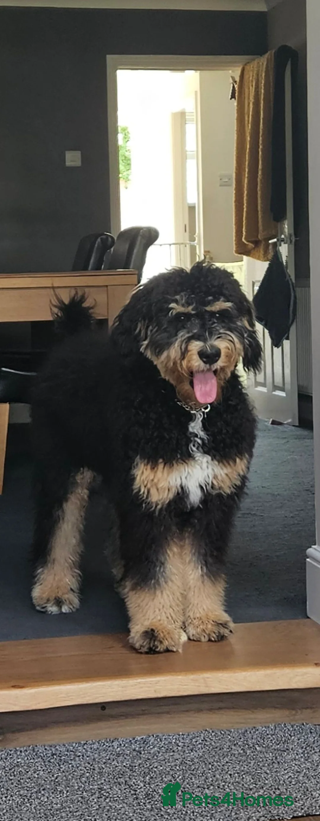 Bernedoodle dogs for sale: Beautiful bernadoodle tri phantom - Advert 1