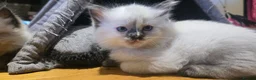 Ragdoll cats for sale: Ragdoll/Siberian mix kittens - Advert 13