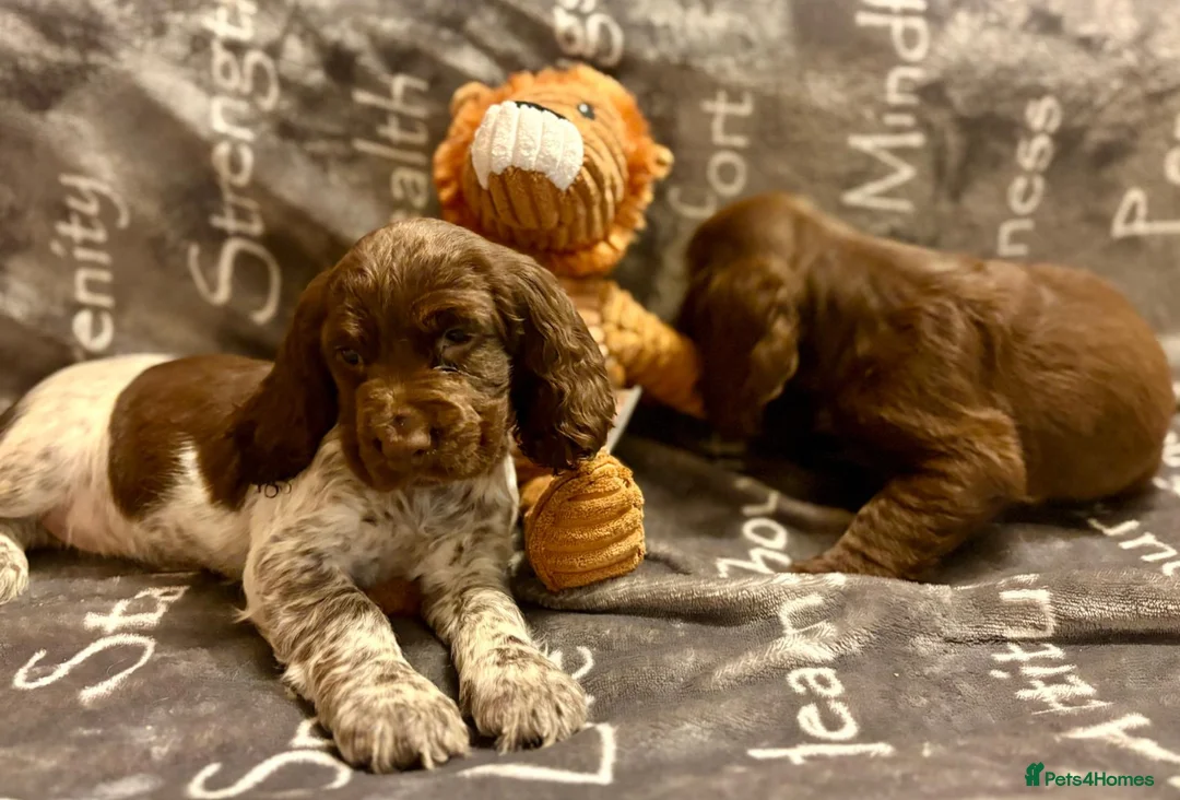 Cocker Spaniel dogs for sale: Cocker spaniels - Advert 9