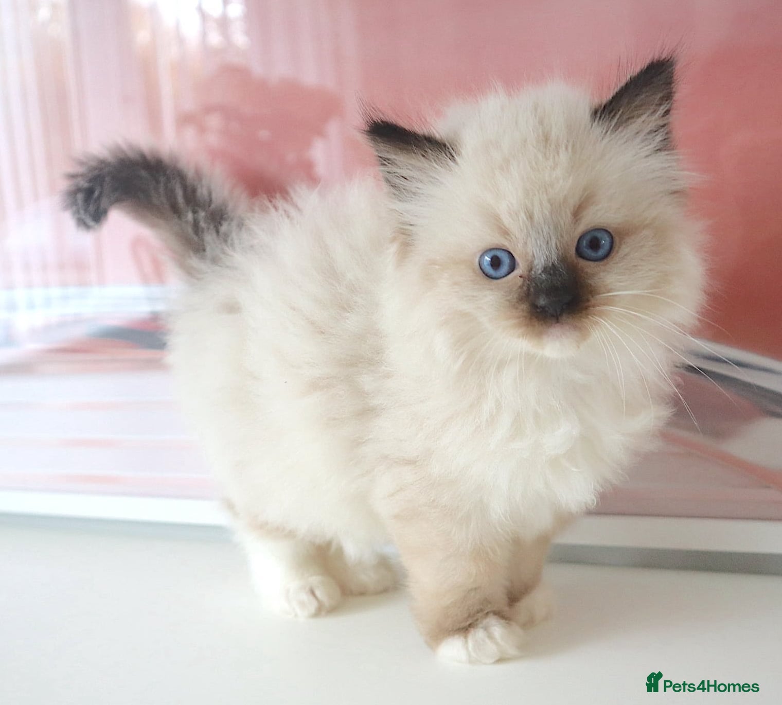 Ragdoll cats INDOOR GCCF REGISTERED RAGDOLL FEMALE KITTEN - Advert 1