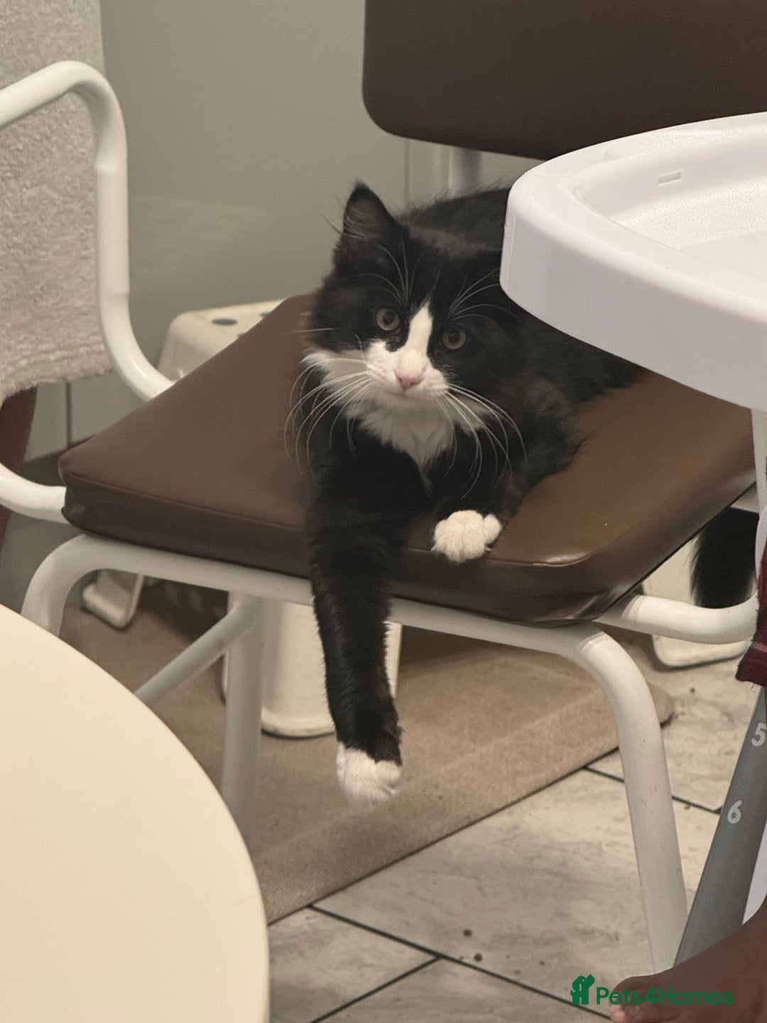 British Longhair cats for sale: Ziggy & Mystic - Advert 4