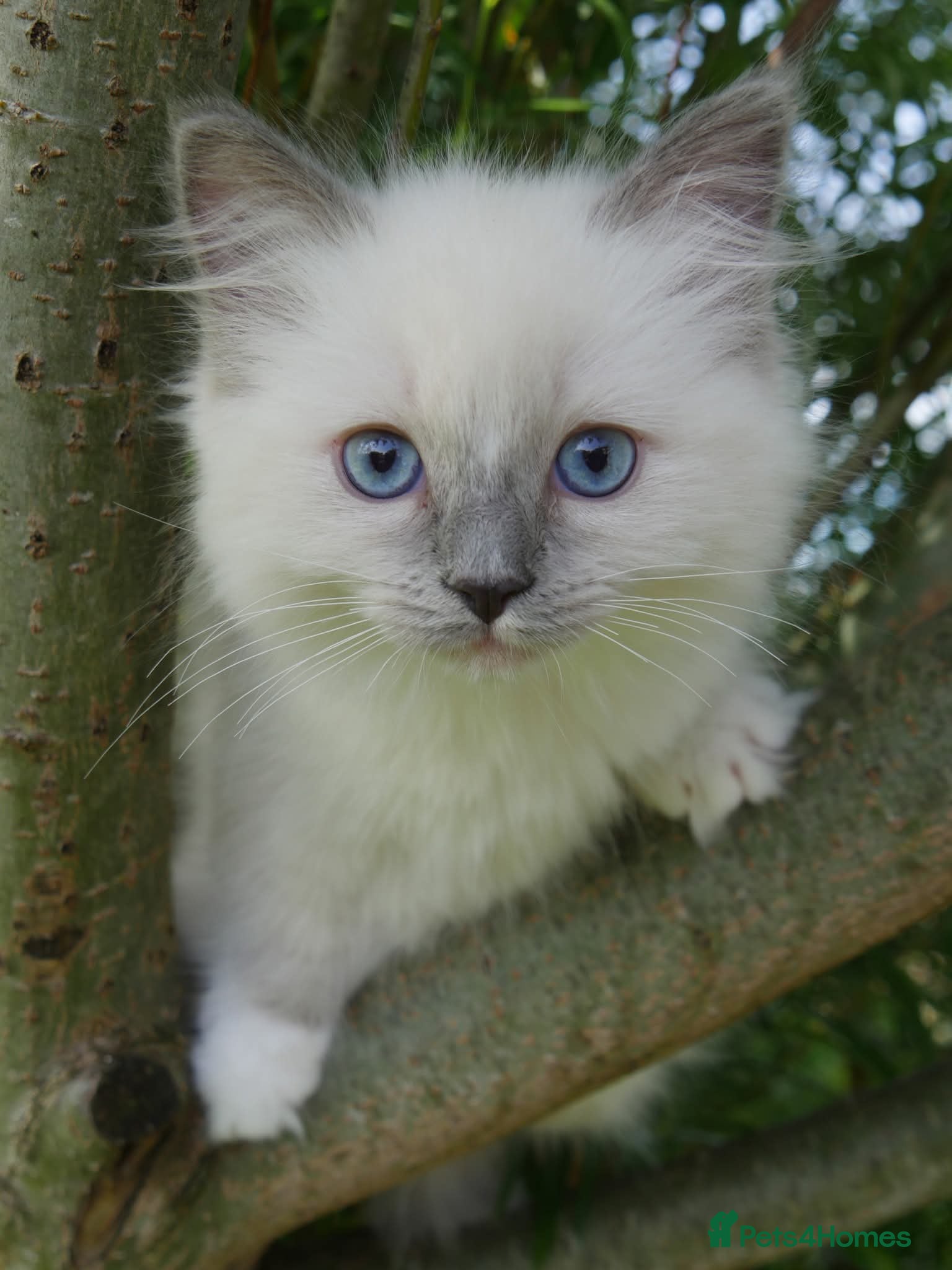 Ragdoll cats for sale: Beautiful ragdolls are looking for a forever home  - Advert 24