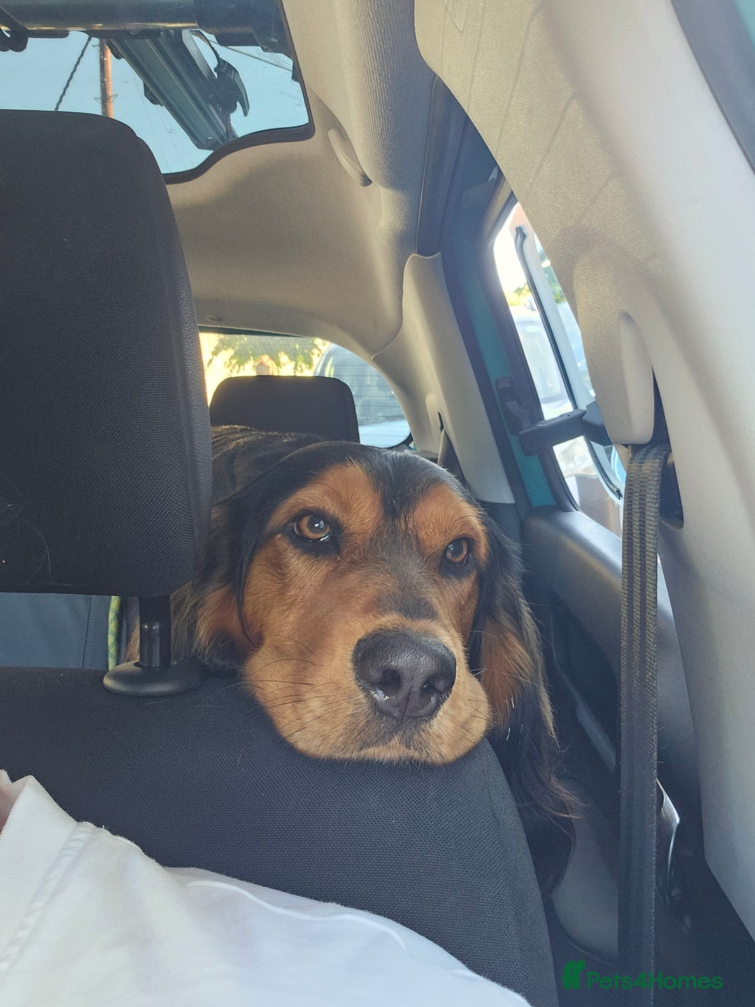 Mixed Breed dogs for sale: Working Basset hound x Show Cocker spaniel - Image 2