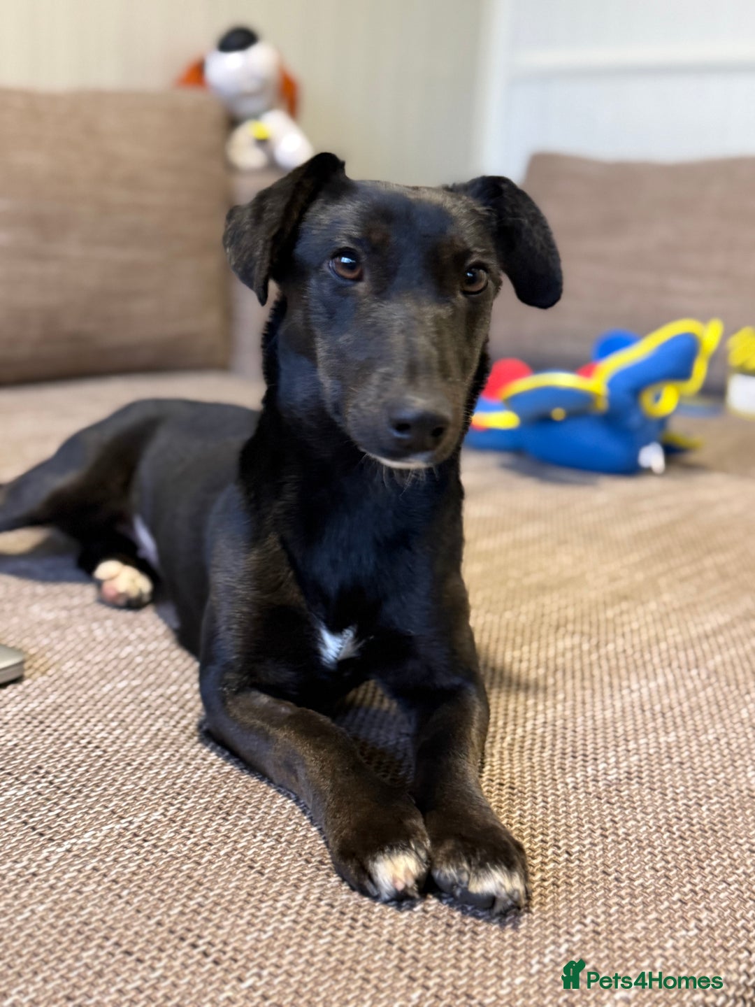 Dachshund dogs for adoption: Cute Lolita looking for LOVE  - Advert 18