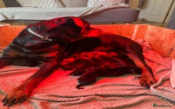 Rottweiler dogs for sale: Pedigree German chunky Rottweiler puppies  - Image 23
