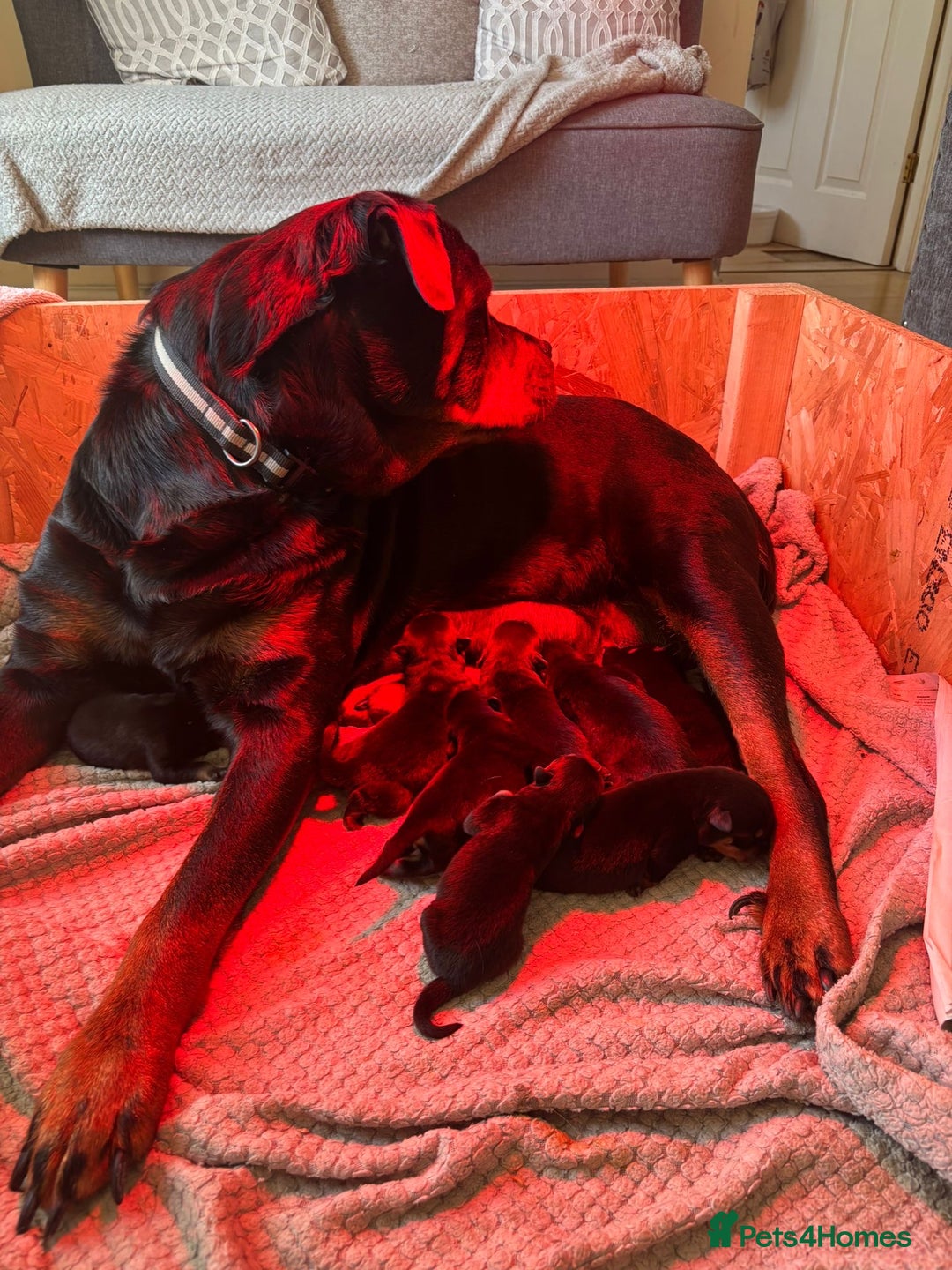 Rottweiler dogs for sale: Pedigree German chunky Rottweiler puppies  - Image 23