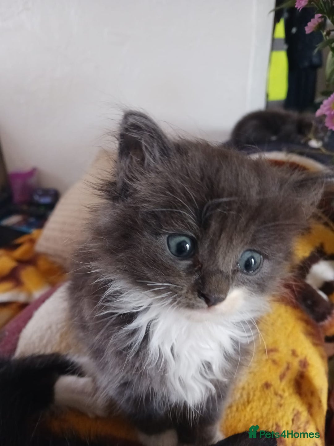 Ragdoll cats for sale: CUTE BLUE MITTED RAGDOLL KITTENS  - Image 13