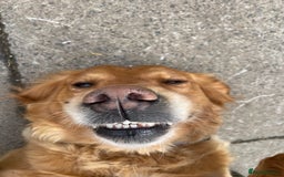 Golden Retriever dogs for sale: 2 beautiful golden retriever boys available. - Image 3