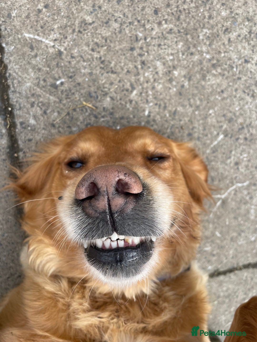 Golden Retriever dogs for sale: 2 beautiful golden retriever boys available. - Image 3