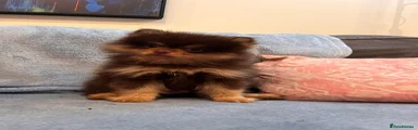 Pickle