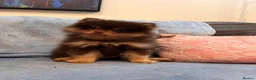 Pomeranian dogs for sale: SUPER FLUFFY Pomeranians ready to leave NOW - Advert 6