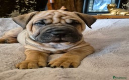 Shar Pei dogs for sale: Shar pei pups READY NOW - Image 9