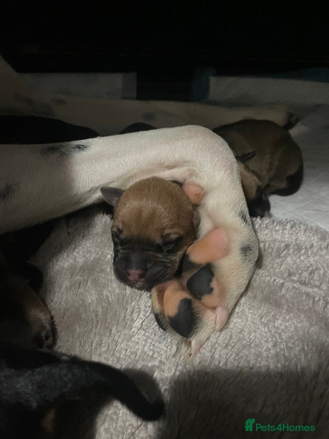 Mixed Breed dogs for sale: Bodeguero Andaluz x French Bulldog Puppies  - Advert 2