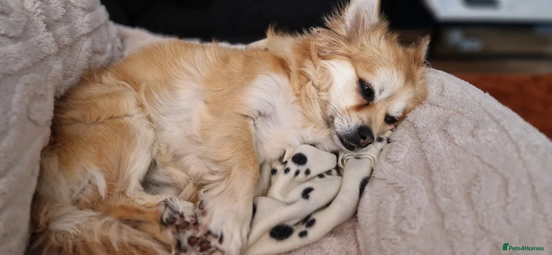 Mixed Breed dogs for sale: Tandy - 4yr old Jackaranian looking for new home - Advert 5