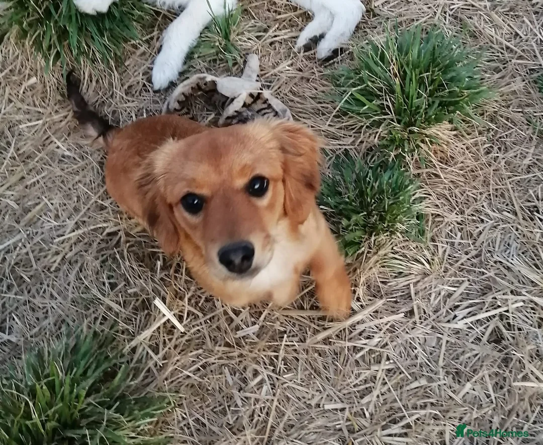 Mixed Breed dogs for adoption: ❤️🐶 CANDY & ESMERALDA in Burton-on-Trent - Advert 2