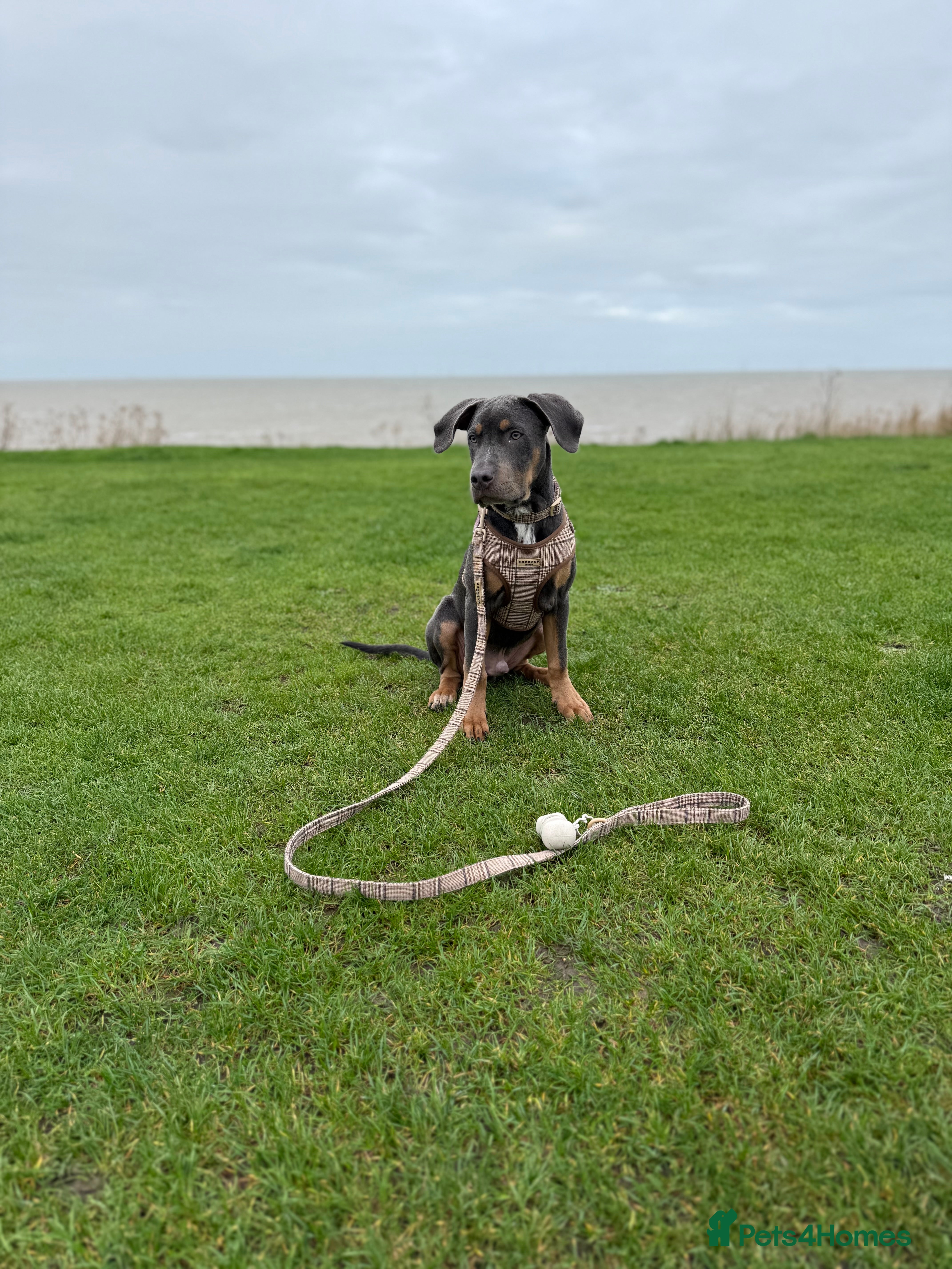 Mixed Breed dogs Woody - 7 months old American staff  - Advert 4