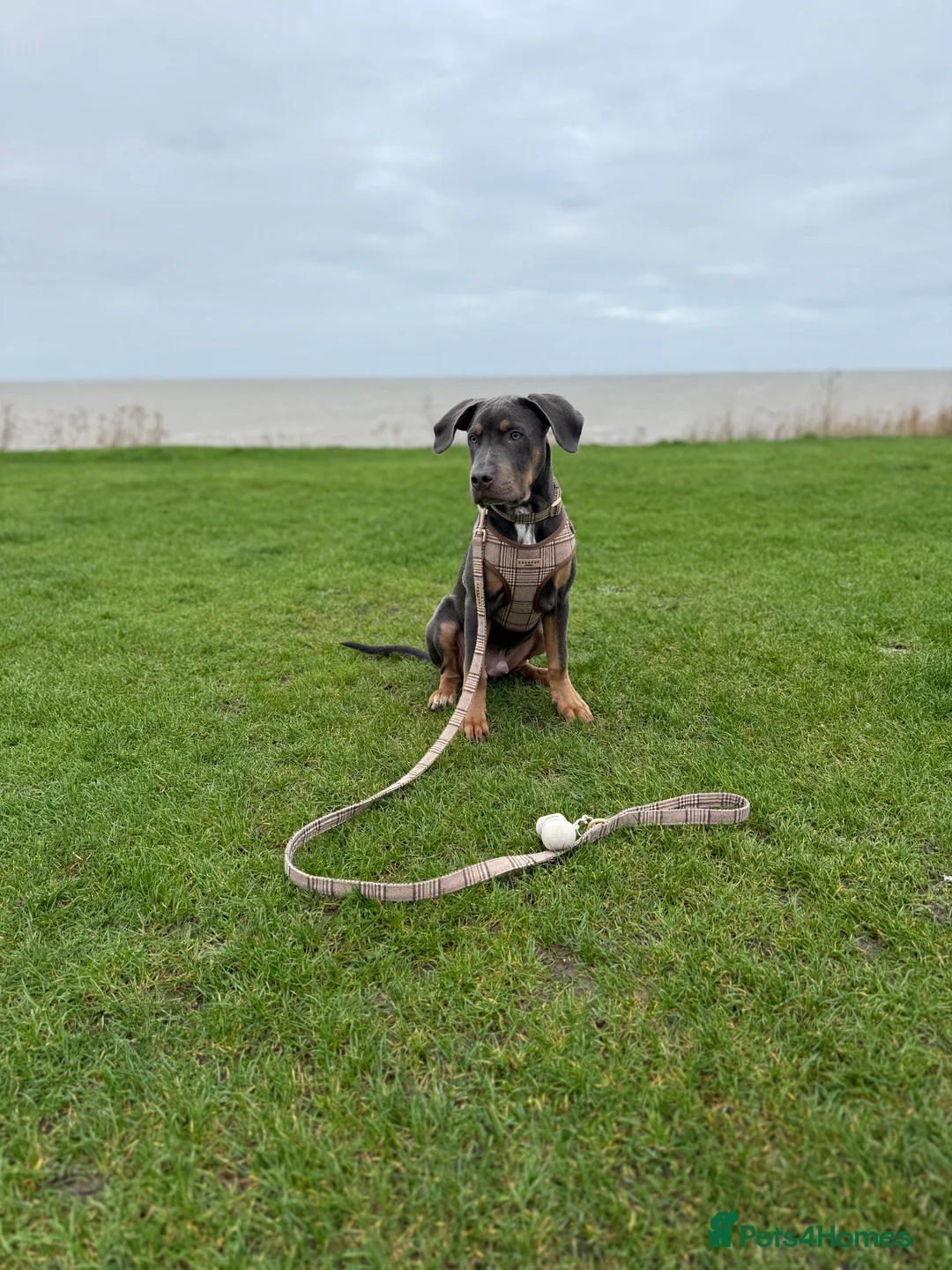 Mixed Breed dogs for sale: Woody - 7 months old American staff  - Advert 1