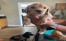 Cocker Spaniel dogs for sale: Beautiful KC Reg Working Cocker Pups - Image 1
