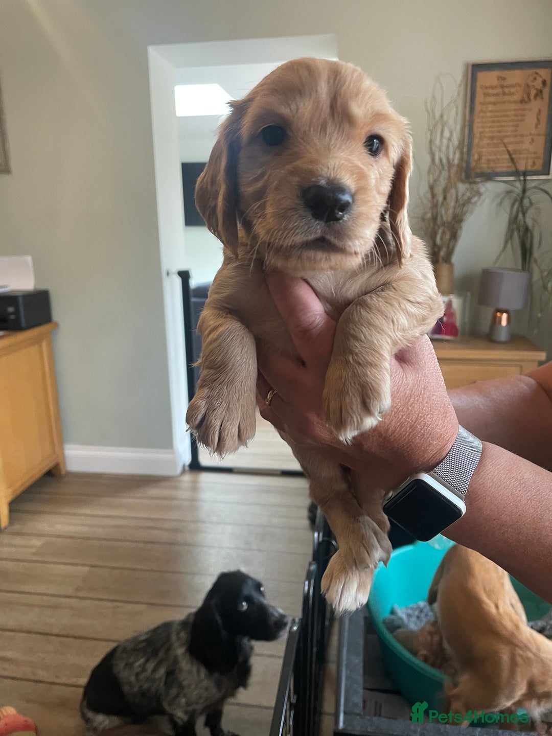 Cocker Spaniel dogs for sale: Beautiful KC Reg Working Cocker Pups - Image 1