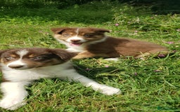 Border Collie dogs for sale: Red Tri Border Collie Pups Parents Health Tested - Image 6