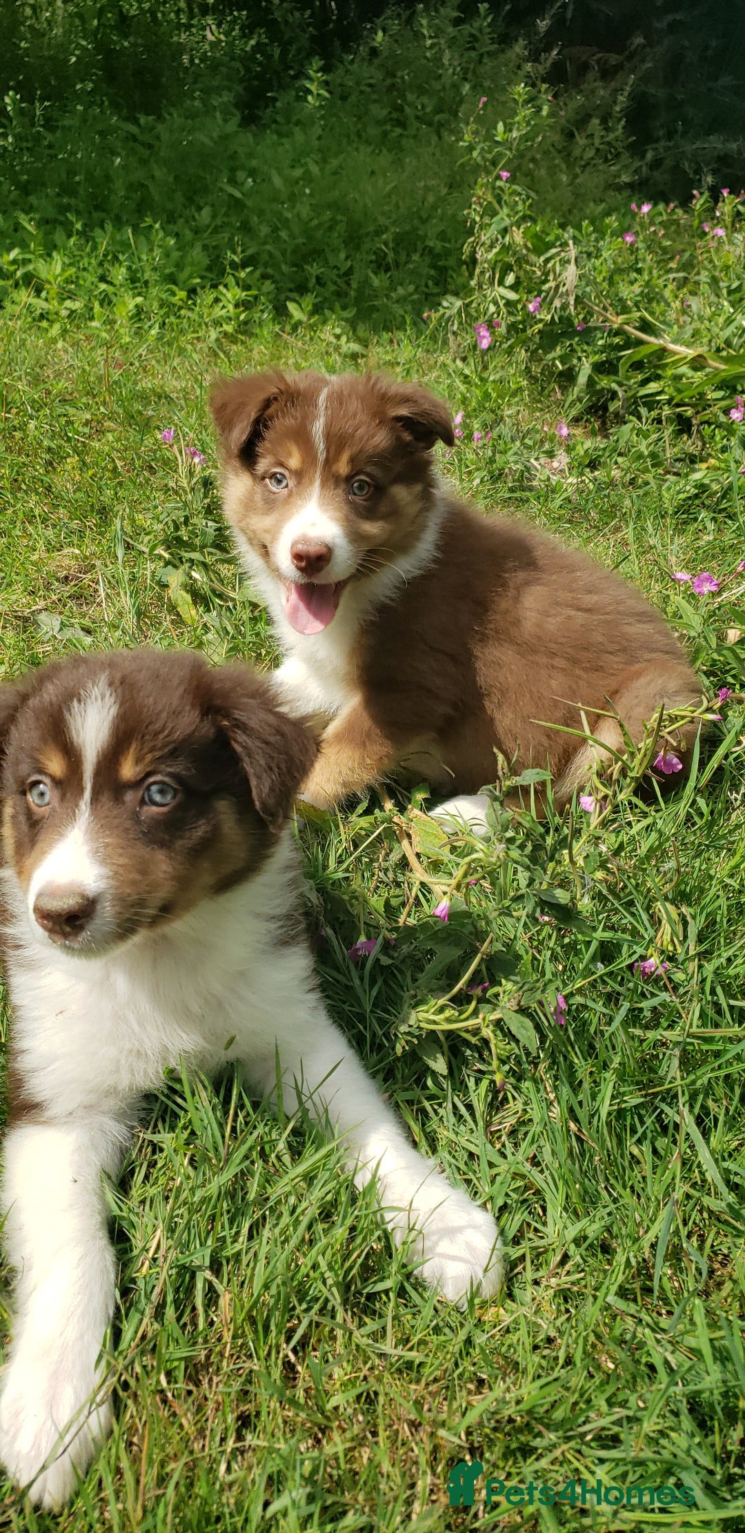 Border Collie dogs for sale: Red Tri Border Collie Pups Parents Health Tested - Image 6