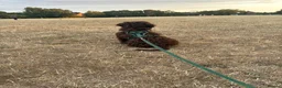 Cockapoo dogs for sale: 6 month old cockerpoo  in Burton-on-Trent - Advert 3