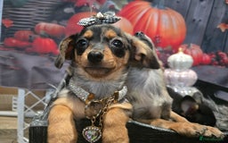 Mixed Breed dogs for sale: Pomweenies 💕💕 - Image 1