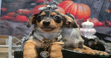 Mixed Breed dogs - Advert 12