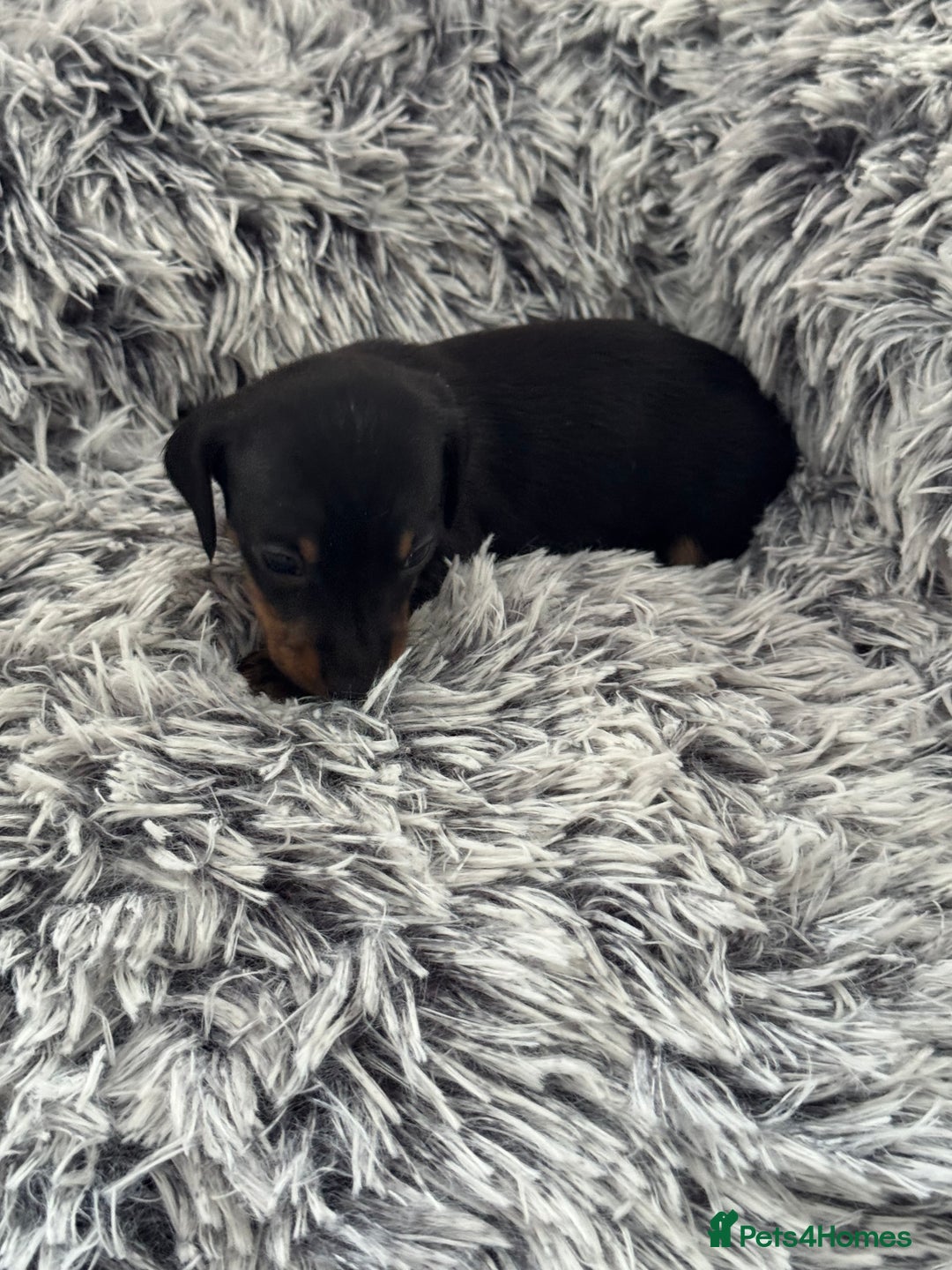 Miniature Dachshund dogs for sale: Miniature Dachshund puppies - Image 11