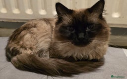 Maine Coon cats for sale: Mainecoon x ragdoll male cat  - Advert 3