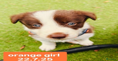Border Collie dogs - Advert 1
