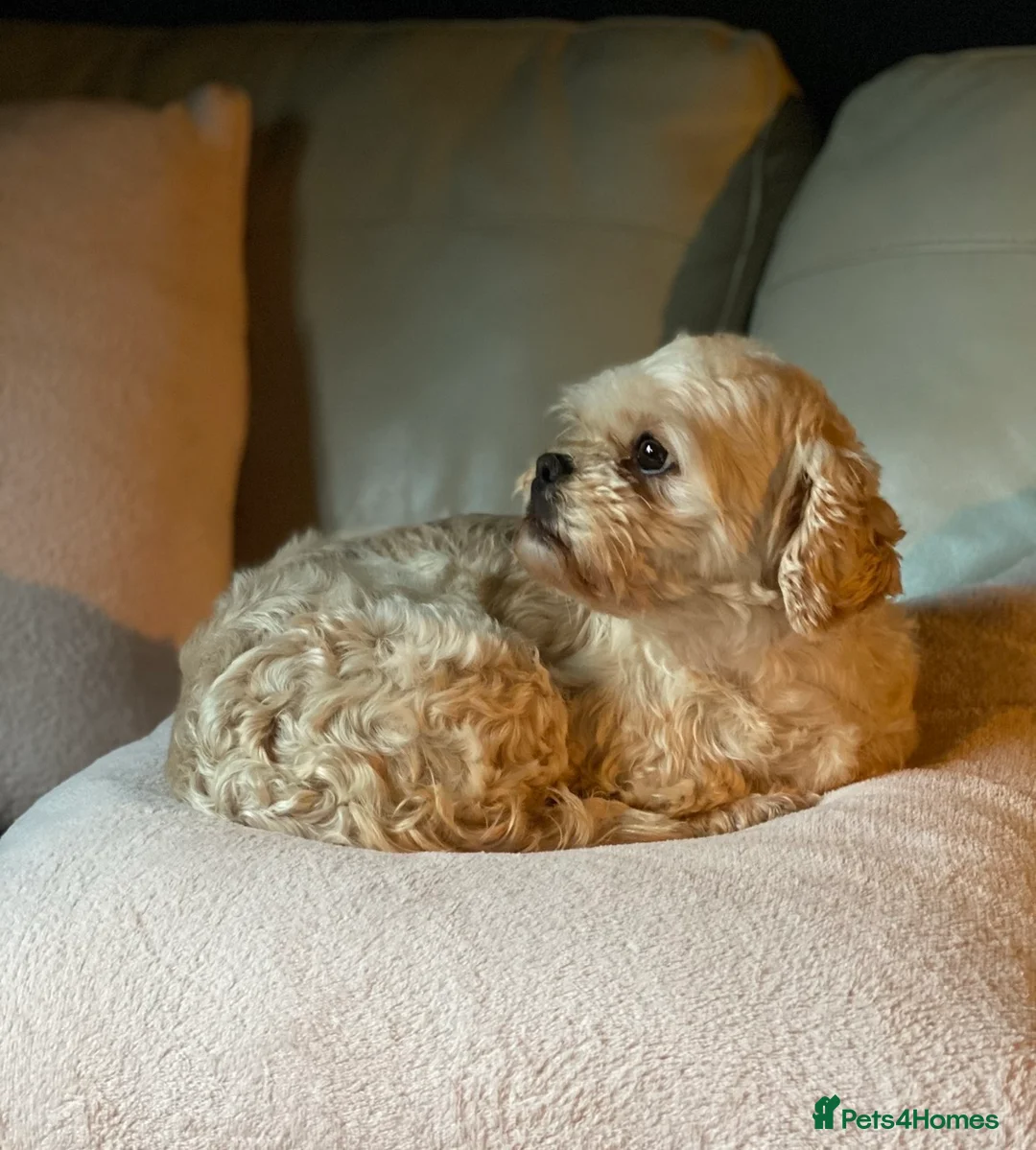 Shihpoo dogs for sale: 5 x female F1b Shihpoo pups - Advert 13