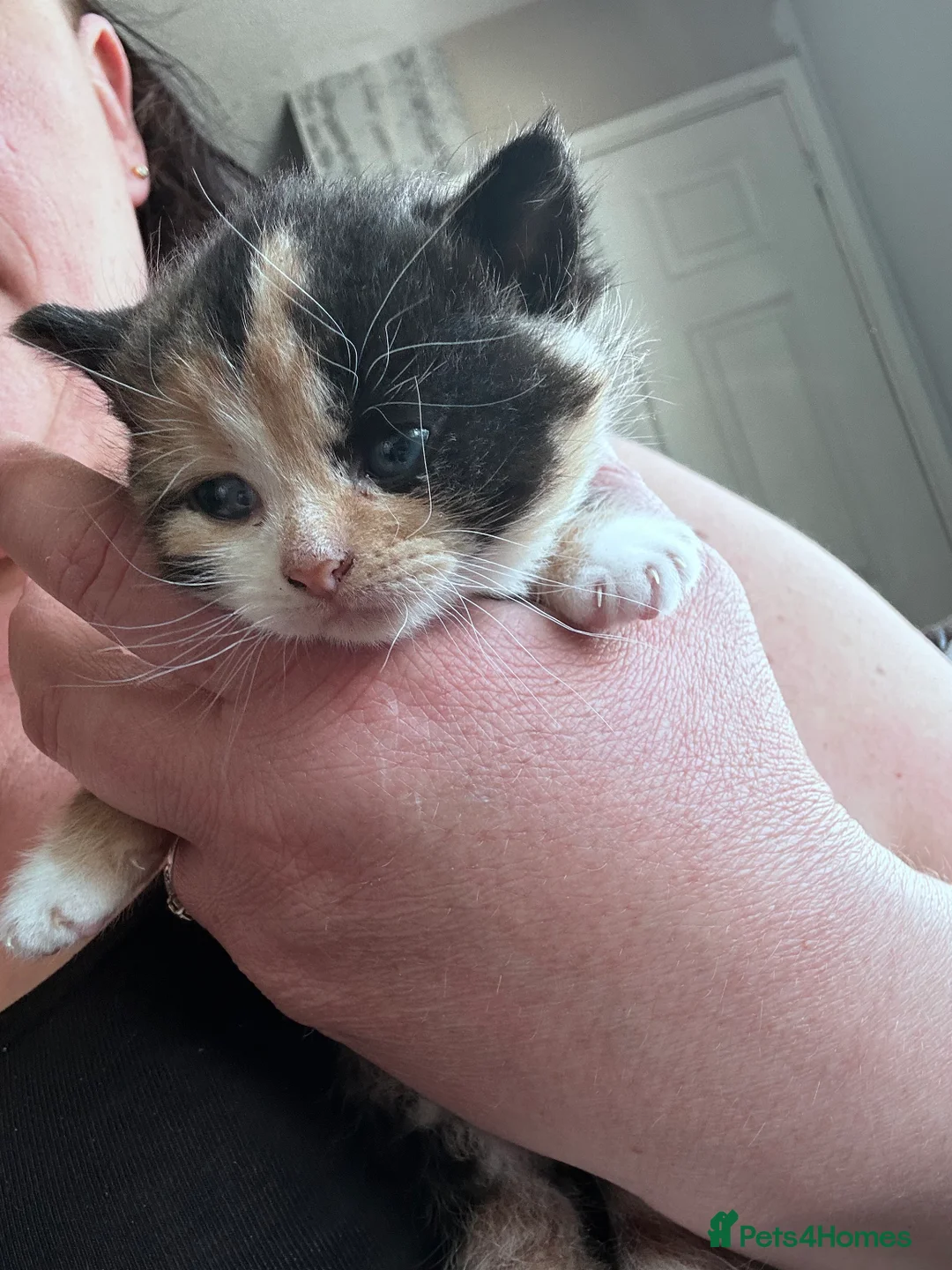 Mixed Breed cats for sale: 4 loving kittens looking for homes  - Advert 2